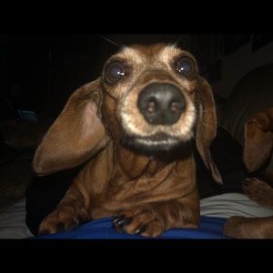 Meet your Posher, Craig